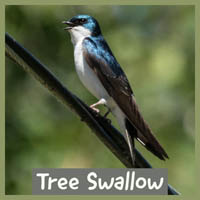 Tree Swallow